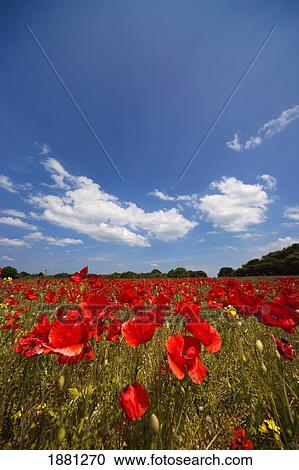 field full of red flowers; northumberland, england View Large Photo Image Stock Image - field full of red flowers; northumberland, england. Fotosearch