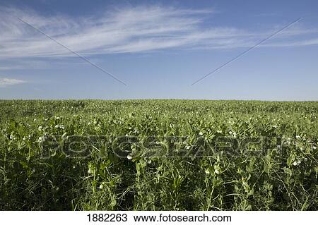 Stock Image - field of flowering pea plants; alberta, canada. Fotosearch