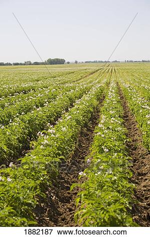Stock Photo - field of flowering potato plants in rows; alberta, canada. Fotosearch