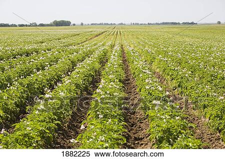 field of flowering potato plants growing in rows; alberta, canada View Large Photo Image Stock Photography - field of flowering potato plants growing in rows; alberta, canada. Fotosearch