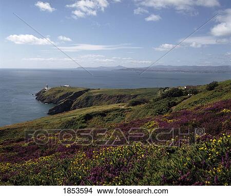 Field Of Heather And Gorse, Howth, County Dublin, Ireland View Large Photo Image Picture - Field Of Heather And Gorse, Howth, County Dublin, Ireland. Fotosearch