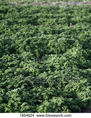 Field Of Parsley (Petroselinum Crispum), Ireland View Large Photo Image Picture - Field Of Parsley (Petroselinum Crispum), Ireland. Fotosearch
