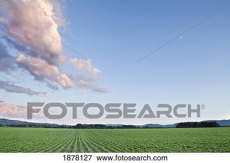 field of soy beans at sunset; thunder bay, ontario, canada View Large Photo Image Stock Photo - field of soy beans at sunset; thunder bay, ontario, canada. Fotosearch