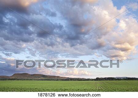 field of soy beans at sunset; thunder bay, ontario, canada View Large Photo Image Stock Photograph - field of soy beans at sunset; thunder bay, ontario, canada. Fotosearch