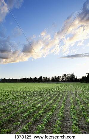 field of soy beans at sunset; thunder bay, ontario, canada View Large Photo Image Stock Photography - field of soy beans at sunset; thunder bay, ontario, canada. Fotosearch