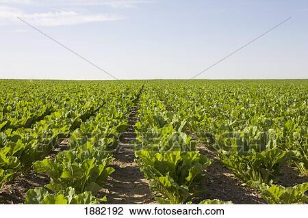 Stock Image - field of sugar beets in rows; alberta, canada. Fotosearch