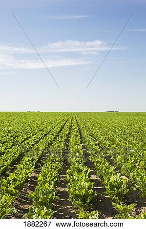 field of sugar beets in rows; alberta, canada View Large Photo Image Stock Photo - field of sugar beets in rows; alberta, canada. Fotosearch