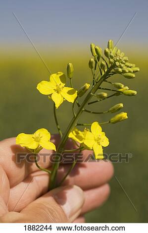 Picture - flowering canola plant held in a hand; alberta, canada. Fotosearch