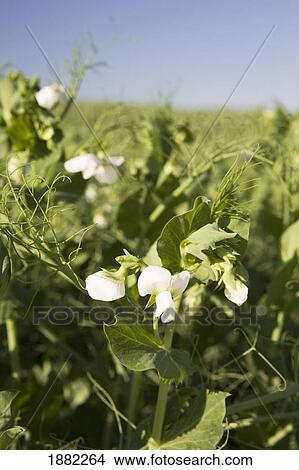 Picture - flowering pea plants in a field; alberta, canada. Fotosearch