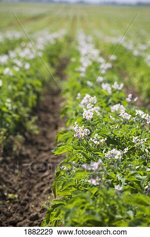 Stock Photo - flowering potato plants in rows; alberta, canada. Fotosearch