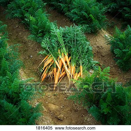 Fresh Carrots From The Garden View Large Photo Image Stock Photography - Fresh Carrots From The Garden. Fotosearch