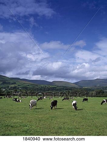 Fresian Cattle, Mitchelstown, Cork View Large Photo Image Stock Image - Fresian Cattle, Mitchelstown, Cork. Fotosearch