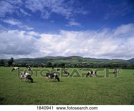 Fresian Cattle, Mitchelstown, Cork View Large Photo Image Stock Image - Fresian Cattle, Mitchelstown, Cork. Fotosearch