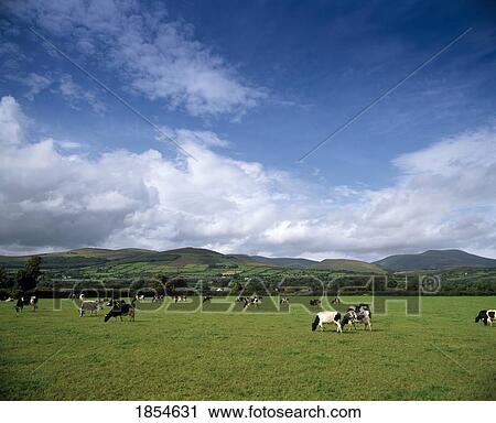 Stock Image - Fresian Cattle, Mitchelstown, County Cork, Ireland. Fotosearch
