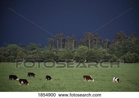Stock Image - Fresian Cattle,. Fotosearch
