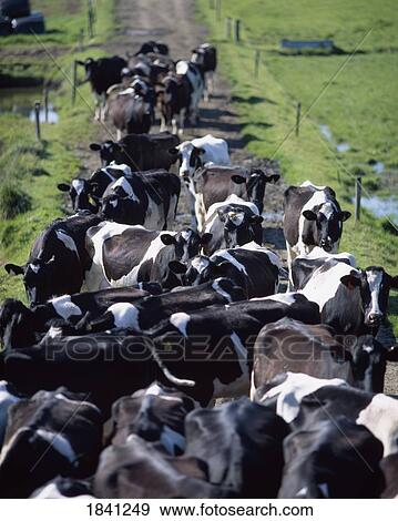 Fresian Dairy Cows, Awaiting Milking, Co Laois, Ireland View Large Photo Image Stock Photo - Fresian Dairy Cows, Awaiting Milking, Co Laois, Ireland. Fotosearch