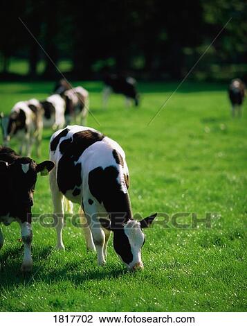 Stock Image - Friesian Calves. Fotosearch