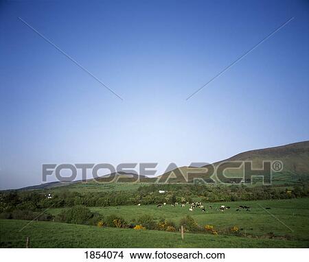 Friesian Cattle Grazing On Glen Of Aherlow, County Tipperary, Ireland View Large Photo Image Picture - Friesian Cattle Grazing On Glen Of Aherlow, County Tipperary, Ireland. Fotosearch