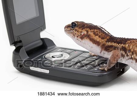 gecko socializing on a cell phone View Large Photo Image Picture - gecko socializing on a cell phone. Fotosearch