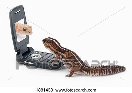 geckos socializing on a cell phone View Large Photo Image Stock Image - geckos socializing on a cell phone. Fotosearch
