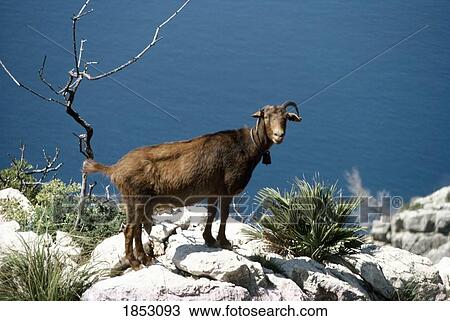 Stock Image - Goat On Rocks. Fotosearch
