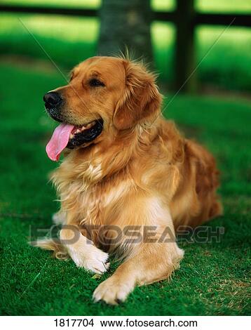 Picture - Golden Retriever. Fotosearch