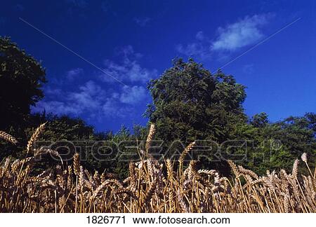 Stock Image - Grain Crops, Wheat, Haggardstown Dundalk. Fotosearch