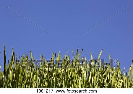 Stock Photo - green grass against a blue sky; edmonton, alberta, canada. Fotosearch