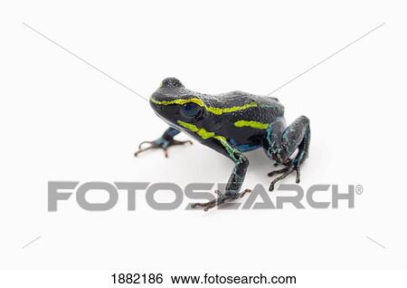 Stock Photograph - green striped poison dart frog with blue belly (cryptophyllobates azureiventris). Fotosearch