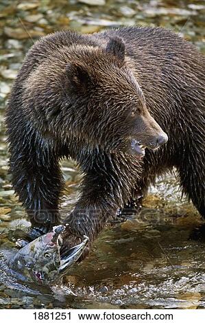 grizzly bear biting salmon; hyder, alaska, united states of america View Large Photo Image Stock Image - grizzly bear biting salmon; hyder, alaska, united states of america. Fotosearch