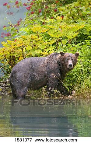 grizzly bear (ursus arctos horribilis) eating berries; hyder, alaska, united states of america View Large Photo Image Stock Photo - grizzly bear (ursus arctos horribilis) eating berries; hyder, alaska, united states of america. Fotosearch
