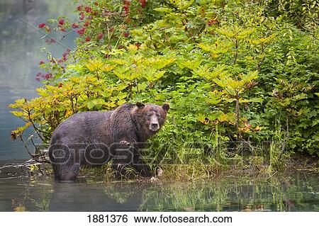 grizzly bear (ursus arctos horribilis) eating berries; hyder, alaska, united states of america View Large Photo Image Stock Photograph - grizzly bear (ursus arctos horribilis) eating berries; hyder, alaska, united states of america. Fotosearch