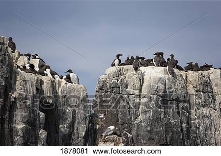 Stock Image - guillemot; farne islands, northumberland, england. Fotosearch