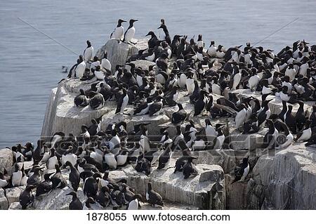 guillemot gathered on a rock; farne islands, northumberland, england View Large Photo Image Stock Photography - guillemot gathered on a rock; farne islands, northumberland, england. Fotosearch