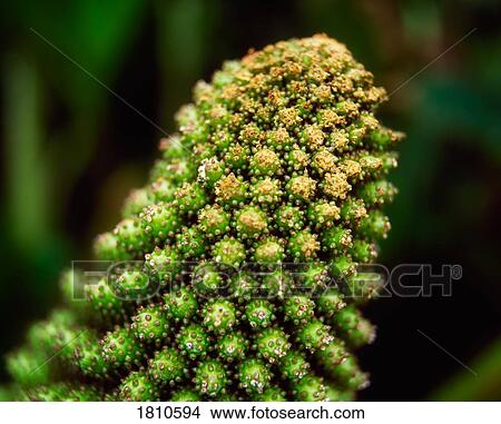 Gunnera, Seed Head View Large Photo Image Picture - Gunnera, Seed Head. Fotosearch