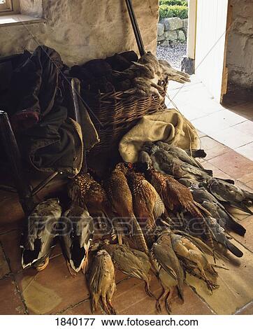 Haul Of Birds And Rabbits, Gathered From A Hunt View Large Photo Image Stock Photo - Haul Of Birds And Rabbits, Gathered From A Hunt. Fotosearch