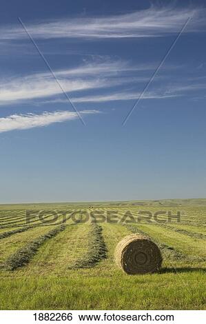 hay bale in a cut alfalfa field; alberta, canada View Large Photo Image Stock Photograph - hay bale in a cut alfalfa field; alberta, canada. Fotosearch