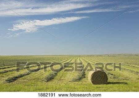 hay bale in a cut alfalfa field under a blue sky; alberta, canada View Large Photo Image Stock Image - hay bale in a cut alfalfa field under a blue sky; alberta, canada. Fotosearch