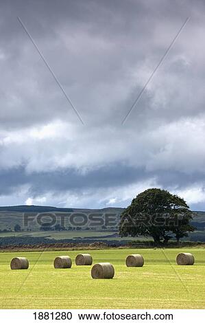 hay bales in a field; northumberland, england View Large Photo Image Stock Image - hay bales in a field; northumberland, england. Fotosearch