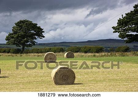 hay bales in a field; northumberland, england View Large Photo Image Stock Photo - hay bales in a field; northumberland, england. Fotosearch