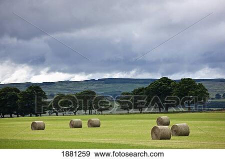 hay bales in a field with a cloudy sky; northumberland, england View Large Photo Image Stock Photo - hay bales in a field with a cloudy sky; northumberland, england. Fotosearch