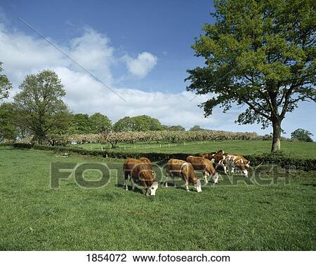 Stock Image - Hereford Bullocks Grazing In Field, Ireland. Fotosearch