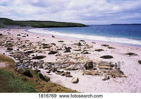 Hooker's Sea Lions, Auckland Island, New Zealand View Large Photo Image Stock Photo - Hooker's Sea Lions, Auckland Island, New Zealand. Fotosearch