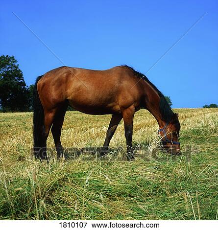 Horse Eating In Hay Field View Large Photo Image Stock Photo - Horse Eating In Hay Field. Fotosearch