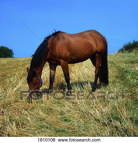 Horse Eating In Hay Field View Large Photo Image Stock Photo - Horse Eating In Hay Field. Fotosearch