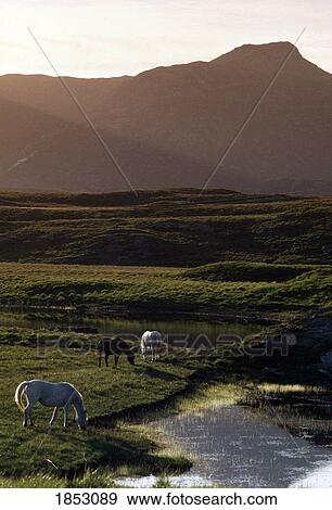 Horses, Co Kerry, Ireland View Large Photo Image Stock Photo - Horses, Co Kerry, Ireland. Fotosearch