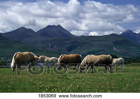 Stock Photo - Horses Grazing, Co Kerry, Ireland. Fotosearch