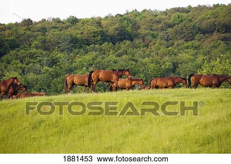 Stock Image - horses grazing in a field; quebec, canada. Fotosearch
