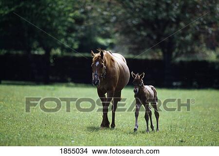 Horses - Thoroughbred, Mare And Foal, View Large Photo Image Picture - Horses - Thoroughbred, Mare And Foal,. Fotosearch
