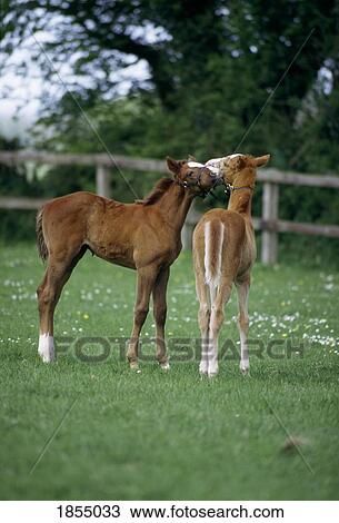 Horses - Thoroughbreds, Foals, View Large Photo Image Stock Image - Horses - Thoroughbreds, Foals,. Fotosearch